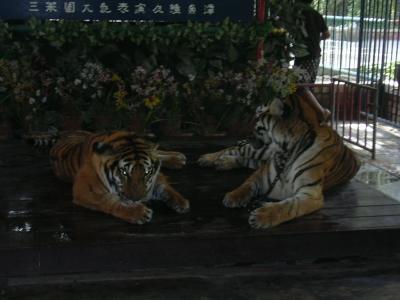 des tigres