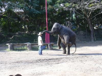 elephant