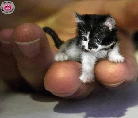 vraiment tro mignon ce chat